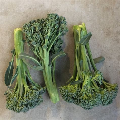 Baby Broccoli Information Recipes And Facts