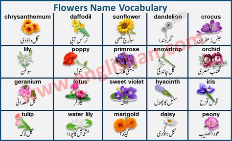 The best part is for each flower we offer additional articles that list out more types with more information. Flowers Name with Images in Urdu to English PDF