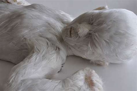Feather-Covered Human Sculptures : Lucy Glendinning