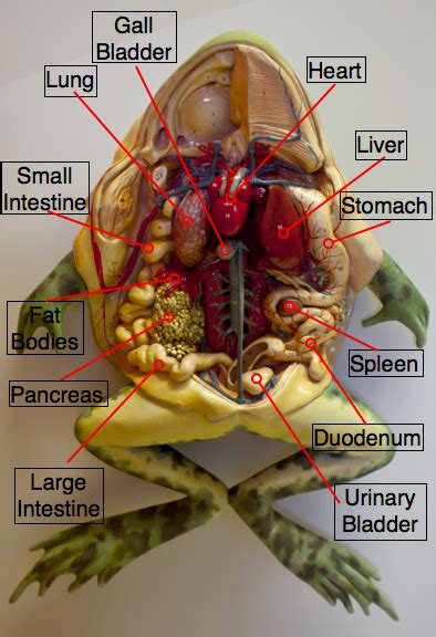 Frog Dissection Diagram Labeled Worksheet