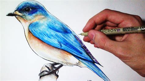 Bird Drawing At Getdrawings Free Download