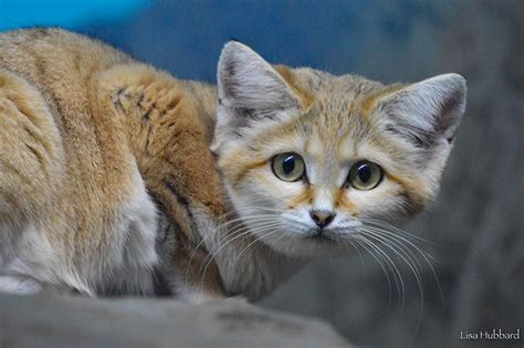 Dogs are carnivores, because of their domestication, by us. Sand Cat - Cincinnati Zoo & Botanical Garden®