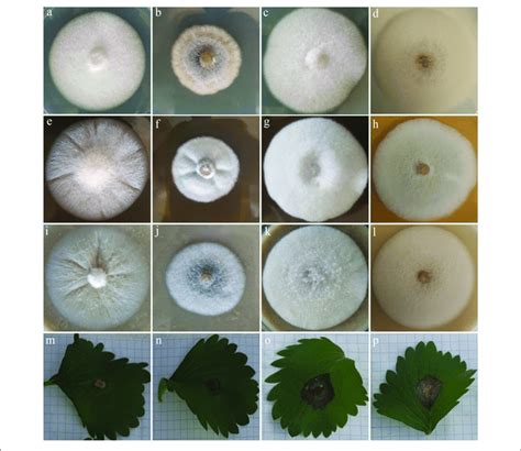 Colony Morphology Of Four Fungal Strains Of C Godetiae Cbs 13344