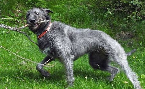 Irish Wolfhound Breed Information Guide Facts And