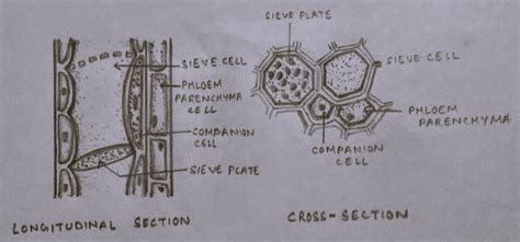 Phloem Diagram Longitudinal And Transverse Section Diagram Of Phloem