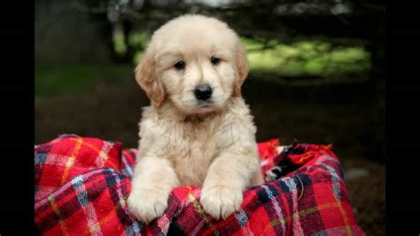 Maybe you would like to learn more about one of these? Golden Retriever Puppies for sale Ohio - YouTube