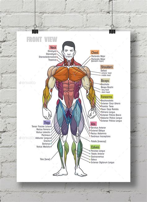 Male human anatomy vector diagram. Muscle Anatomy §³hart #Muscle, #Anatomy, #hart | Muscle anatomy, Human anatomy chart, Anatomy