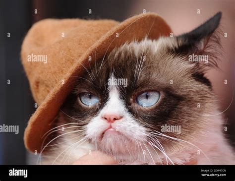 Grumpy Cat Tardar Hi Res Stock Photography And Images Alamy