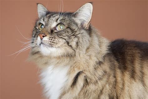 For starters, cats mature faster than humans do, which means that kittens get older much faster (in human for the next 6 months, you add 1 human year each. New Additions to the Cat-to-Human Age Chart