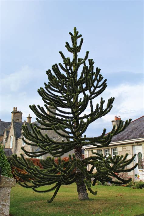 The mild climate of vancouver island allows gardeners to grow exotic trees that would struggle elsewhere in canada. Mydło i powidło : Monkey puzzle tree