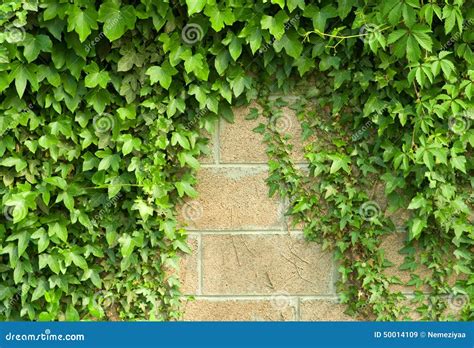 Ivy Stock Image Image Of Foliage Frame Botany Fresh 50014109
