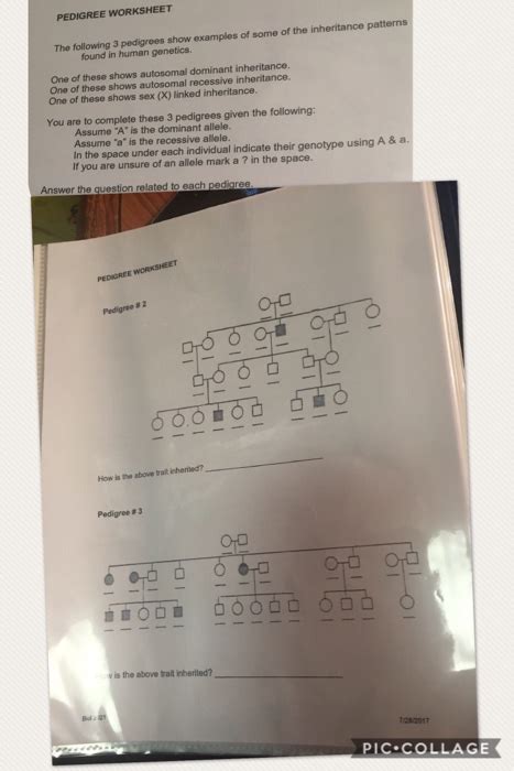 Once you find your worksheet click on pop out icon or print icon to worksheet to print or. Solved: PEDIGREE WORKSHEET The Following 3 Pedigrees Show ...