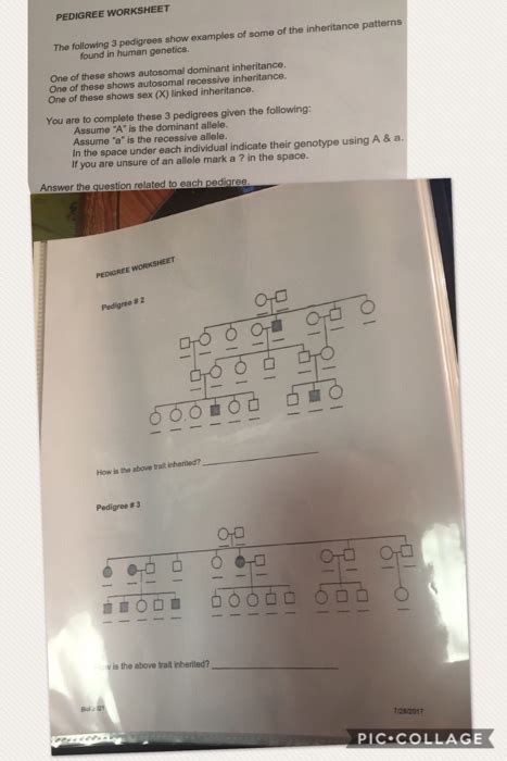 E bio worksheet pedigree analysis in genetics. Solved: PEDIGREE WORKSHEET The Following 3 Pedigrees Show ...