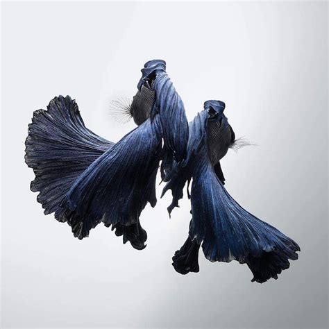 Photographer Captures The Beauty Of Graceful Siamese Fighting Fish