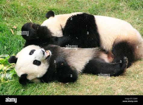 Giant Panda Bears Rolling Together Ailuropoda Melanoleuca China
