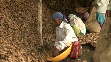 India Crop Crisis Prompts Farmer Suicides BBC News