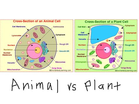 Top 182 Animal Cell For Kids