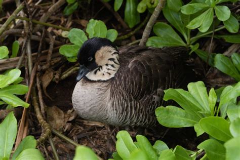 Hawaiis State Bird No Longer Endangered Thanks To Rigorous