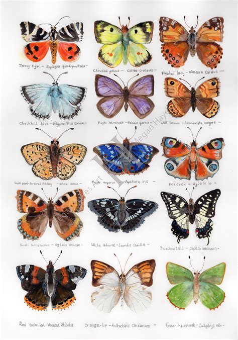 A3 Butterfly Identification Guide Limited Edition Print Etsy