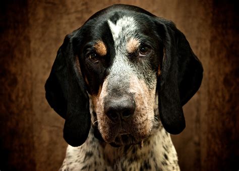 The 6 Best Coon Hunting Dogs The Perfect Hounds For Pesky Raccoons