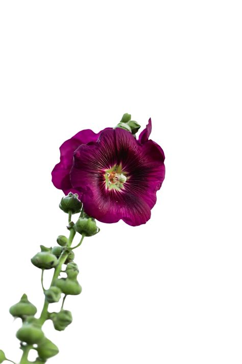 50 Transparent Background Flower Png Image For Free