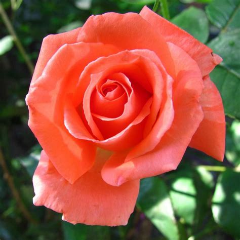 Van Zyverden Orange Rose Tropicana Root Stock French Cottage Garden