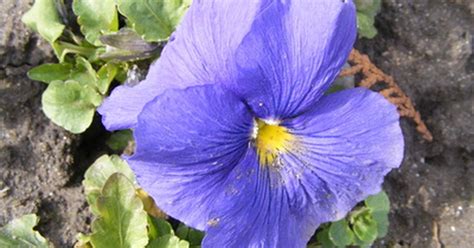 Blue flowering plants for pots. Blue Winter Flowering Plants for Pots | eHow UK