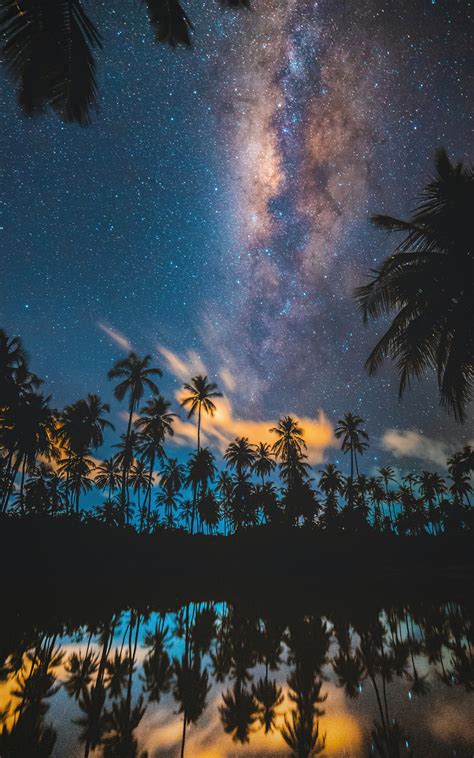 800x1280 Tropical Palm Trees Lake 5k Nexus 7samsung Galaxy Tab 10note