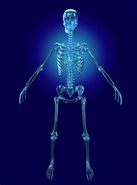 Human Female Skeleton Photograph By Paul Woottonscience Photo Library