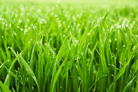 How To Get Greener Grass Trugreen