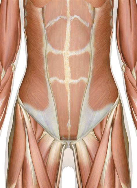 Stomach Muscle Anatomy Chart