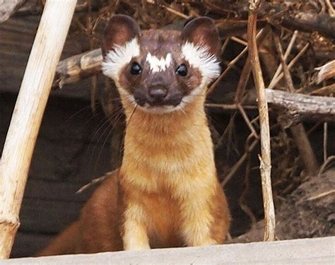 Pen In Hand Long Tailed Weasels Lifestyle