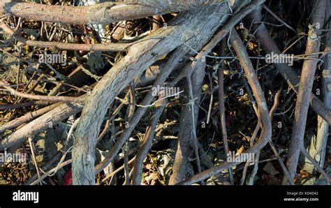 Dried Tree Roots Stock Photo Alamy