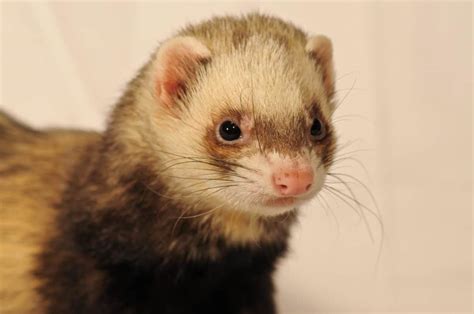These drawings are timeless and kids can easily grasp the names of the animals by just. Free picture: weasel, head, cute, rodent, fur, wildlife ...