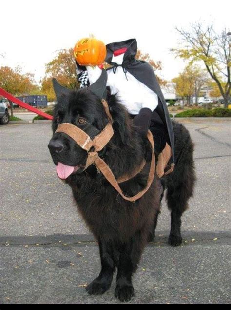 Newfoundland Headless Horseman Dog Halloween Costume Animal Halloween