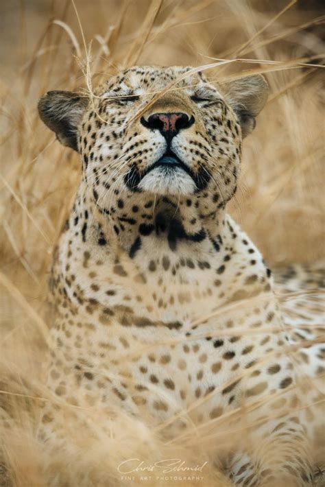 Leopard Love By Chris Schmid On 500px Beautiful Cats Animals Wild