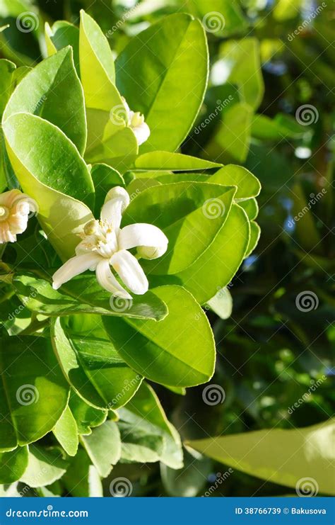 Orange Tree Blossom Stock Image Image Of Leaves Focus 38766739