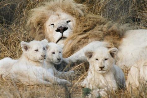 La Légende Du Lion Blanc Dafrique South African Travellers