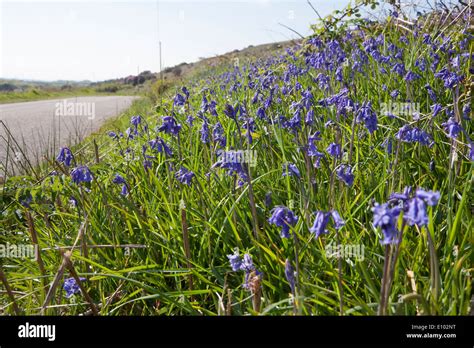 English Bluebells Growing On Moorland Roadside Verge In Penwith
