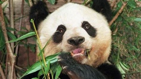 Oldest Panda In Captivity Jia Jia Dies At The Age Of 38 Panda