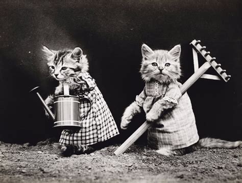 vintage lolcats adorable old timey photos of cats dressed as people from the 1910s ~ vintage