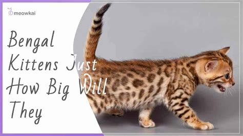 How Big Do Bengal Cats Get Meowkai