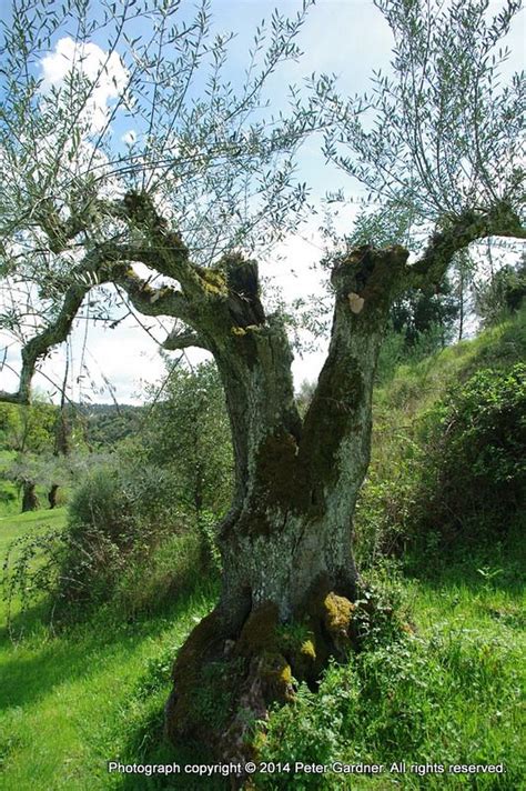 Centenarian Olive Trees Centenarian Olive Tree Olives The Mountain