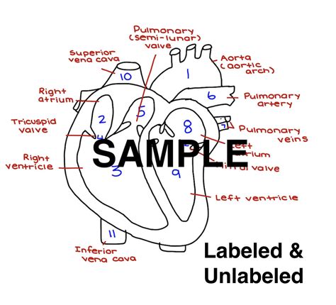 The Heart Diagram Labeled And Unlabeled Worksheets Heart Study Guide