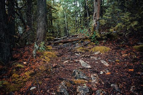 A Beautiful Forest Floor Photograph By Shauna Collins Pixels