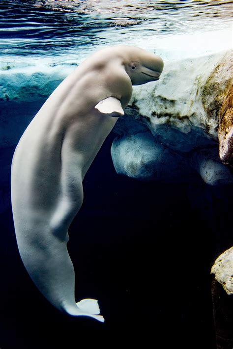 beluga whale white dolphin portrait while eating underwater via aol lifestyle beluga whale