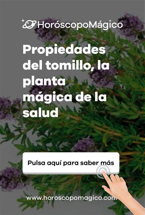 🍀 Propiedades Del Tomillo La Planta Mágica De La Salud Tomillo