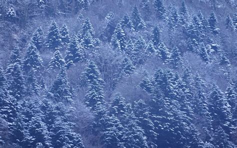Download Wallpaper 1920x1200 Trees Forest Snow Winter Nature