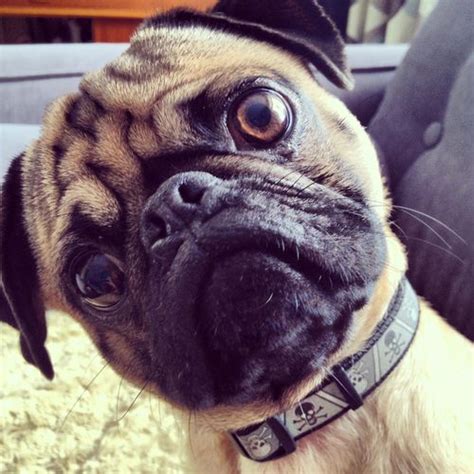 Mr Pug Says What Did You Just Say Punk Cute Pugs Cute Puppies