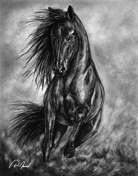 Wild And Free Horse Drawings Fine Art Horse Sketch